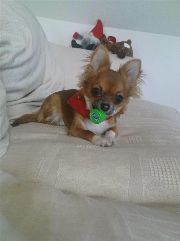 Chihuahua Zanni - Dem lille prinsesse med yndling legetøjet - et fanta låg billede 1