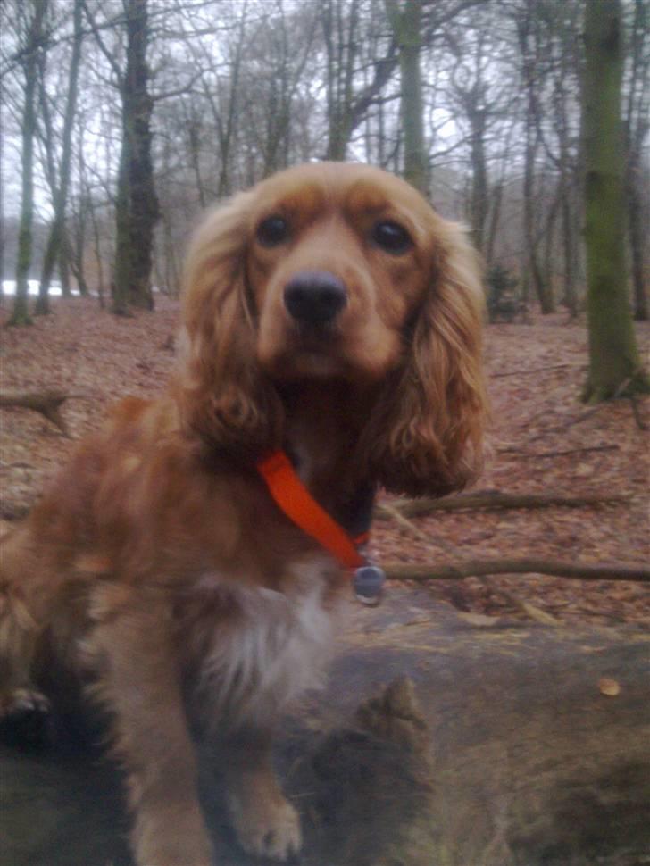 Blanding af racer (Cocker/Cavalier) Holly. - Holly, elsker skoven. Hun synes det er fedt, at springe rundt på træstammer. billede 12