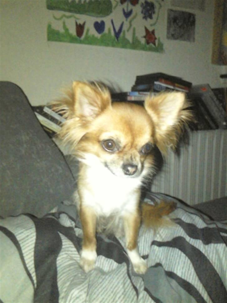 Chihuahua Zanni - Prinsessen en sen aften billede 2