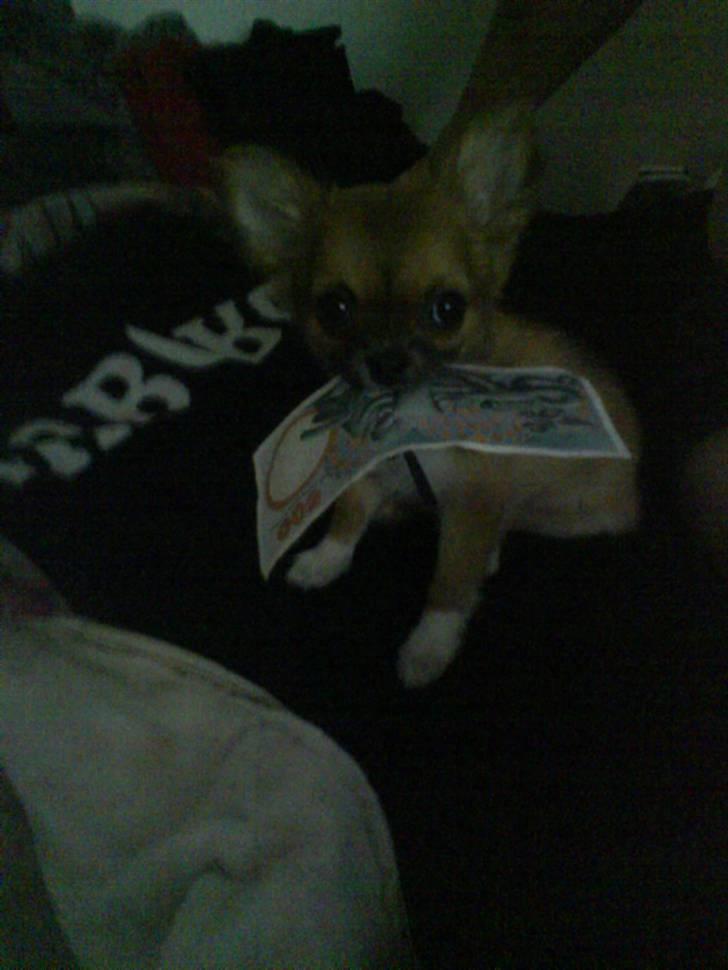 Chihuahua Zanni - Mors lille penge tyv - 3 månder og stjal 500 kr billede 3