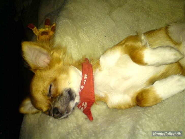 Chihuahua Zanni - Så sød prinsessen er når hun sover billede 4