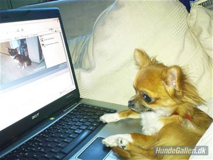 Chihuahua Zanni - Prinsessen tjekker selv sine mail´s :D billede 5