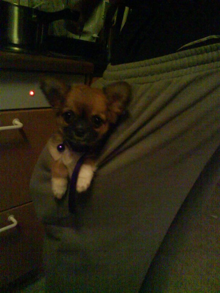 Chihuahua Zanni - Så lille at hun kunne være i en buksekomme billede 6