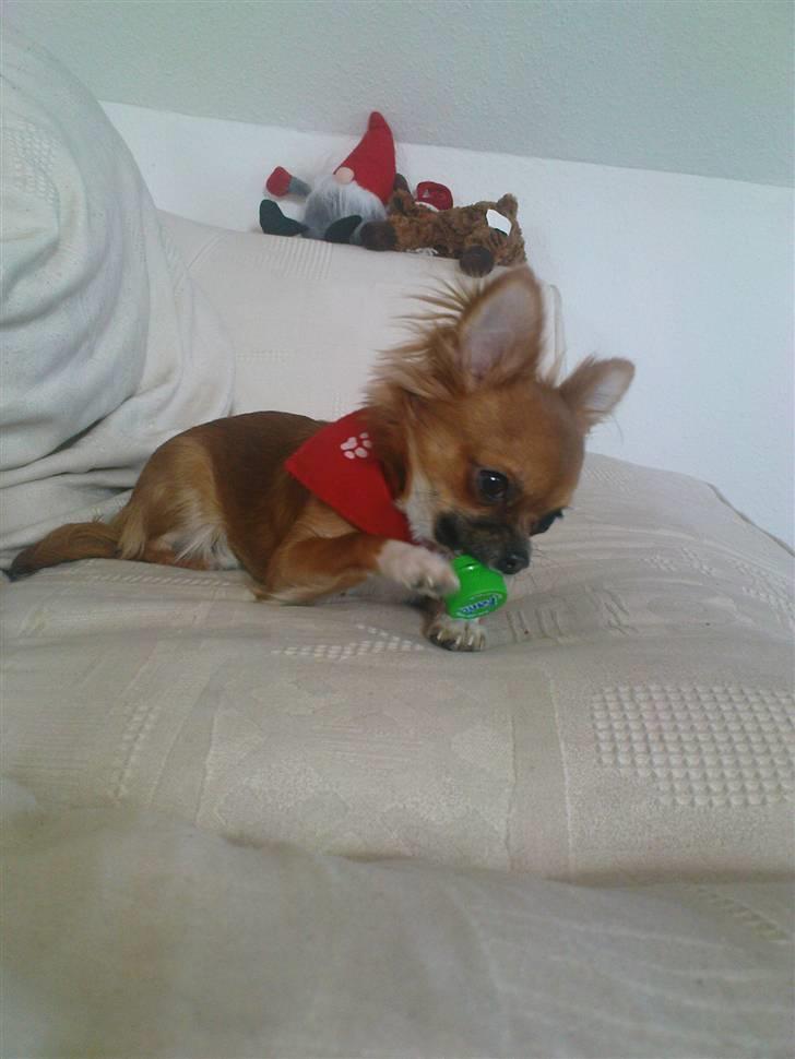 Chihuahua Zanni - Prinsessen der er ved og spise sit låg billede 7