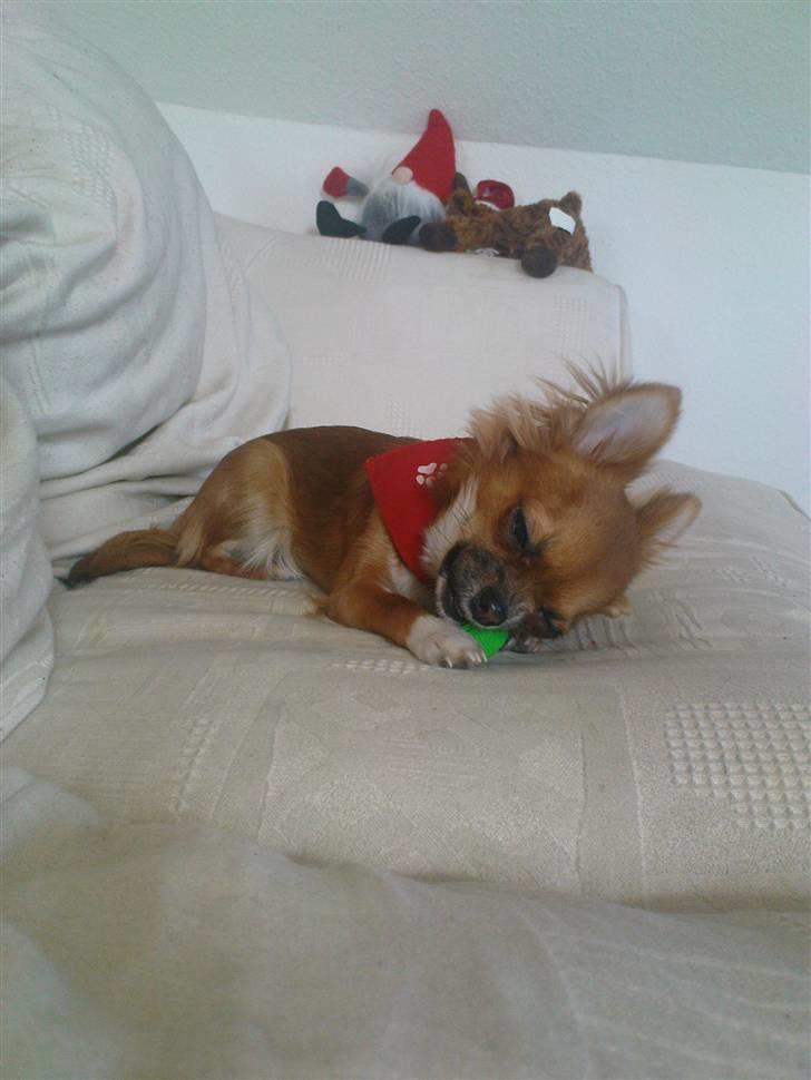 Chihuahua Zanni - Tygge tygge billede 8