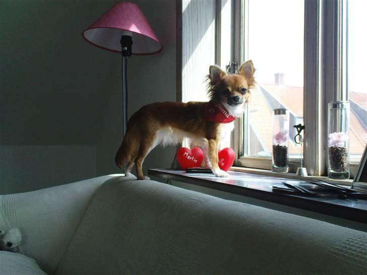 Chihuahua Zanni - Prinsessen holder udkig billede 9