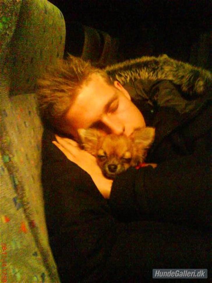 Chihuahua Zanni - Prinsessen og Franco på bustur billede 10