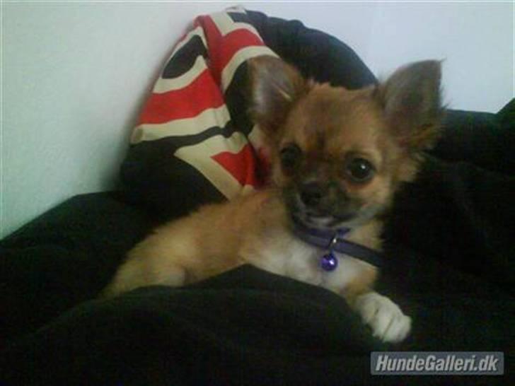 Chihuahua Zanni - Prinsessen på 3 måneder billede 11