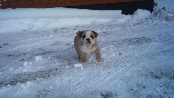 Engelsk bulldog Arnold  billede 1