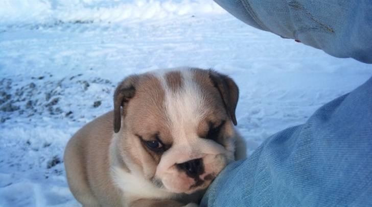 Engelsk bulldog Arnold  billede 2