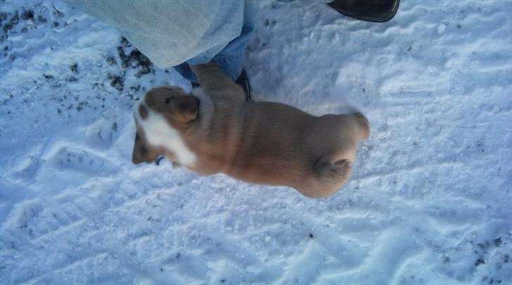 Engelsk bulldog Arnold  billede 3