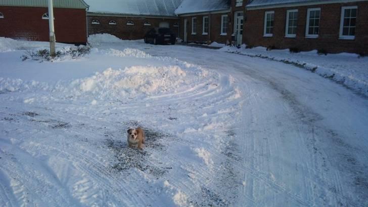 Engelsk bulldog Arnold  billede 4