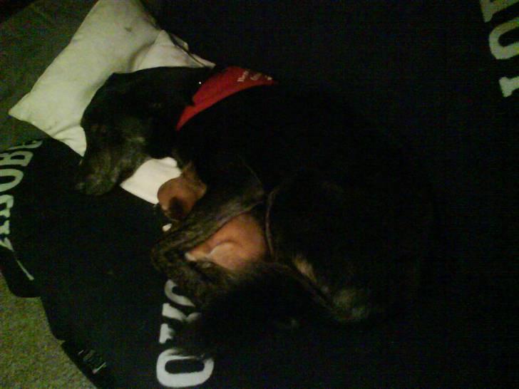 Chihuahua Zanni - Prinsessen der putter med Freja billede 12