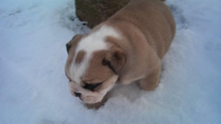 Engelsk bulldog Arnold  billede 5