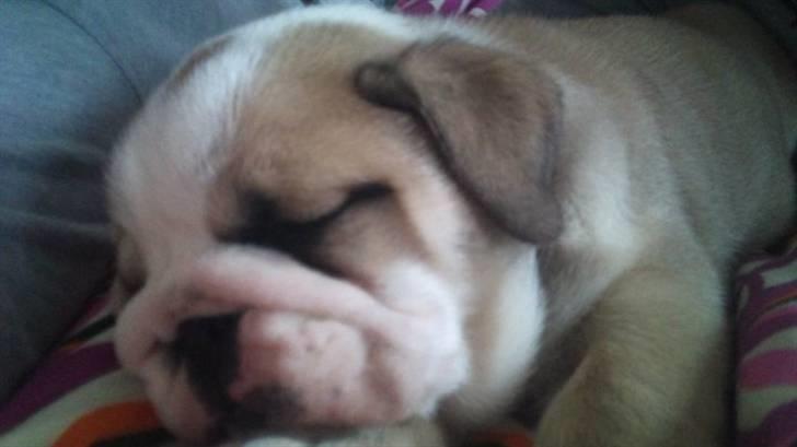 Engelsk bulldog Arnold  billede 6