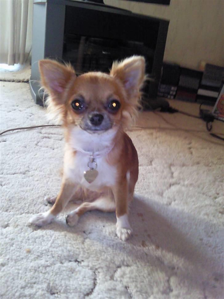 Chihuahua Zanni - Prinsessen der sidder meget underligt :) billede 13