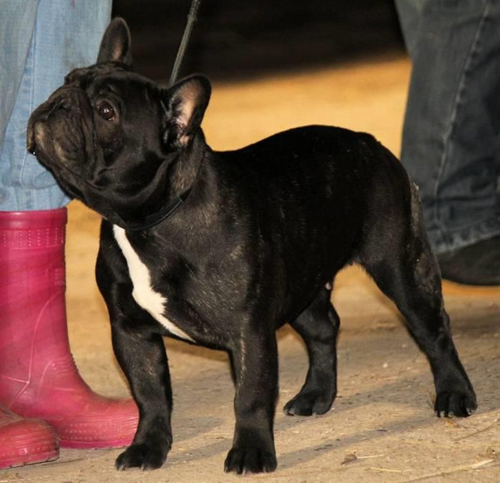 Fransk bulldog Rehab's Gyrinthe billede 13