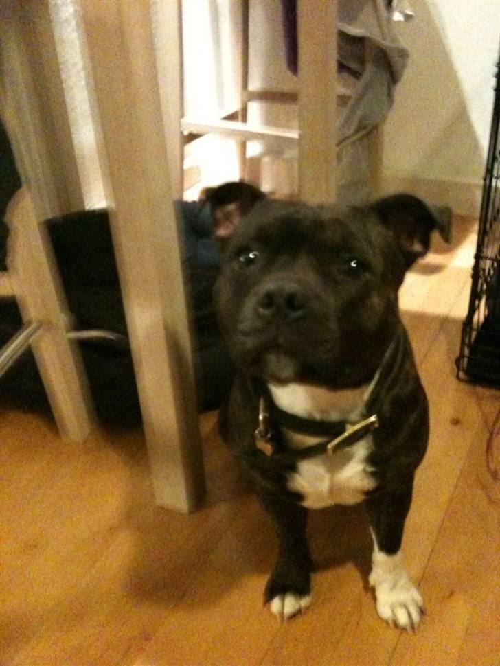 Staffordshire bull terrier Tovdals Rocky Balboa billede 10