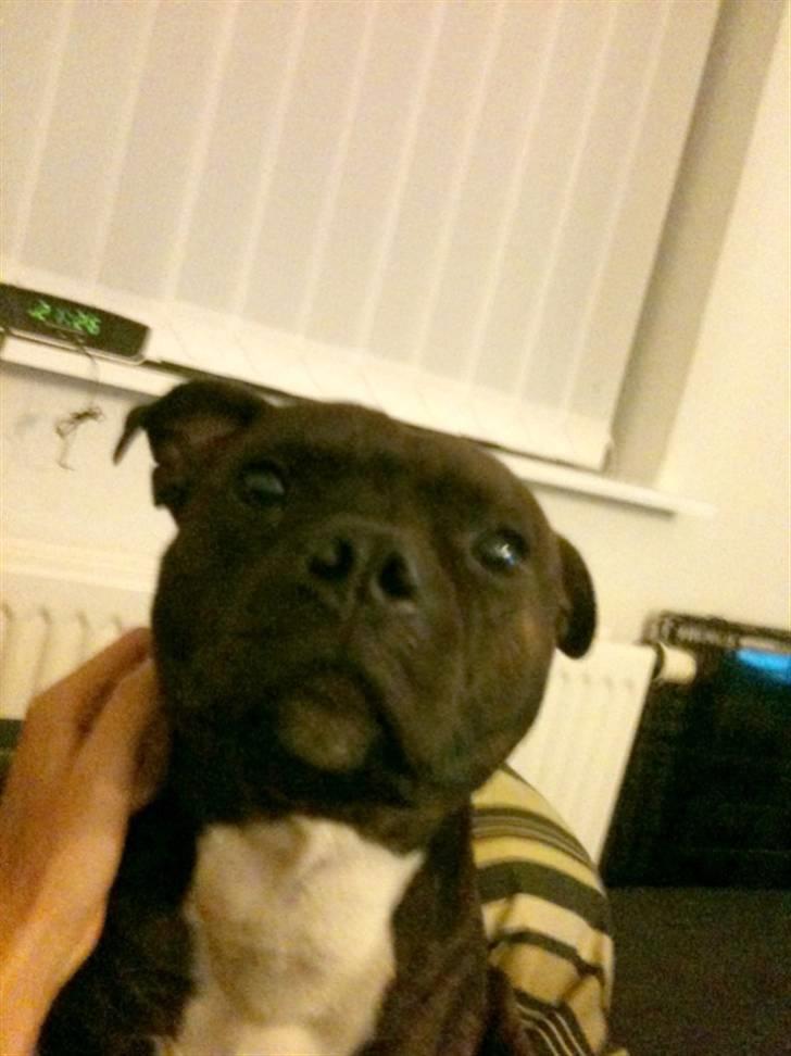 Staffordshire bull terrier Tovdals Rocky Balboa billede 11