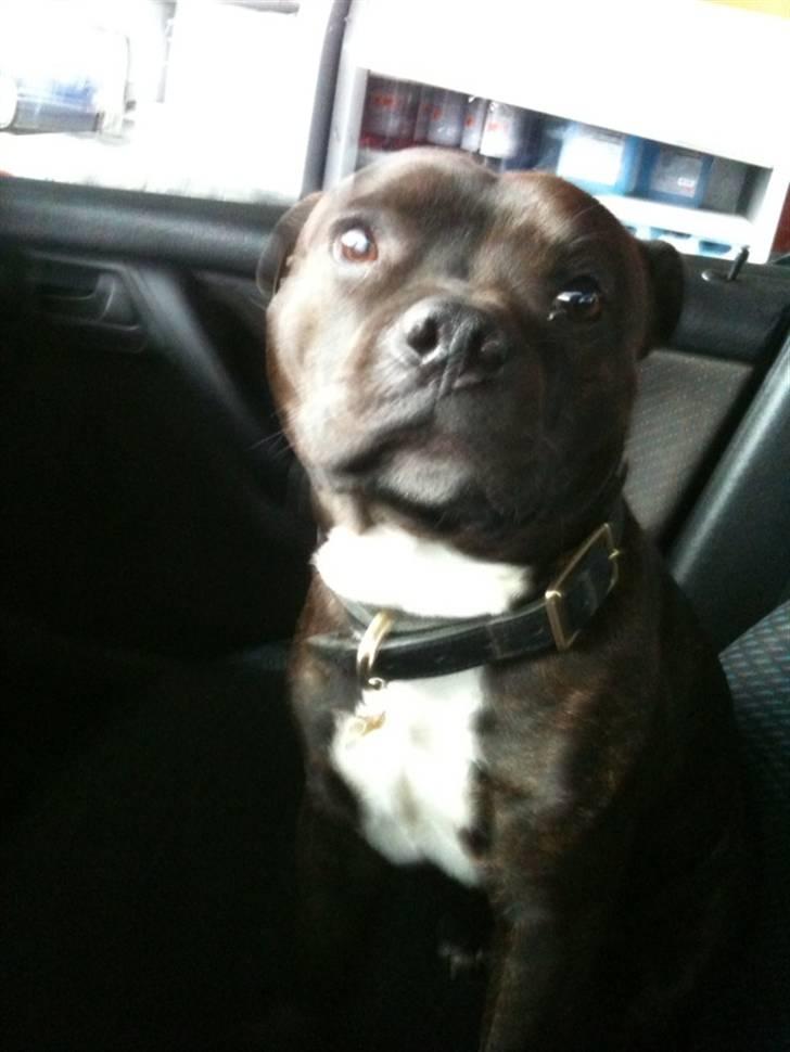 Staffordshire bull terrier Tovdals Rocky Balboa billede 12