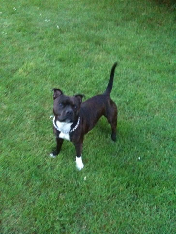 Staffordshire bull terrier Tovdals Rocky Balboa billede 13