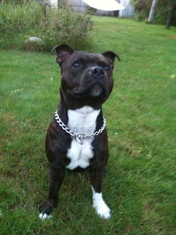 Staffordshire bull terrier Tovdals Rocky Balboa billede 14