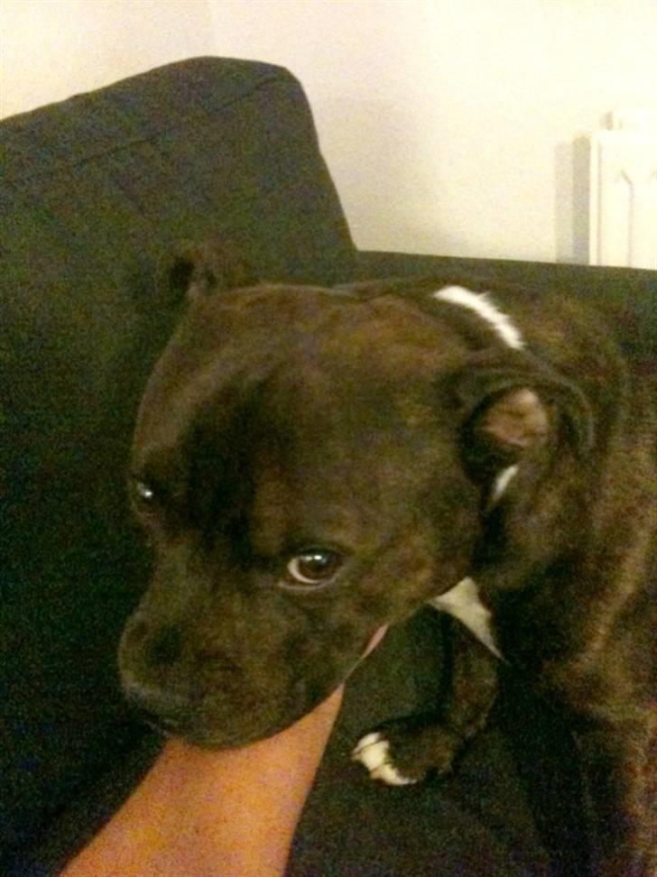 Staffordshire bull terrier Tovdals Rocky Balboa billede 15