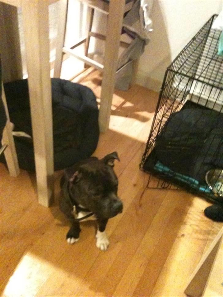 Staffordshire bull terrier Tovdals Rocky Balboa billede 16