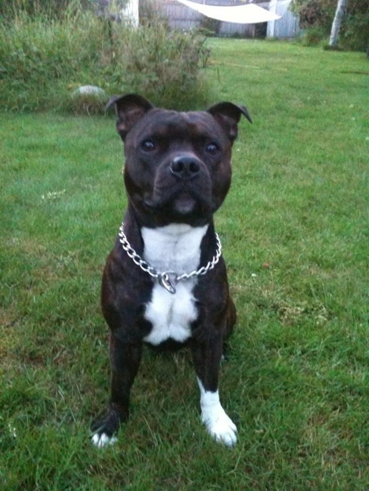 Staffordshire bull terrier Tovdals Rocky Balboa billede 17