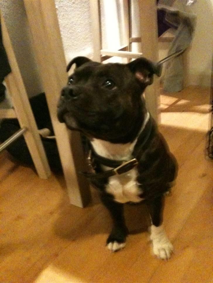 Staffordshire bull terrier Tovdals Rocky Balboa billede 18