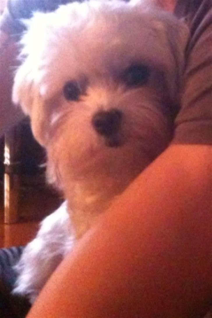 Malteser Molly billede 15