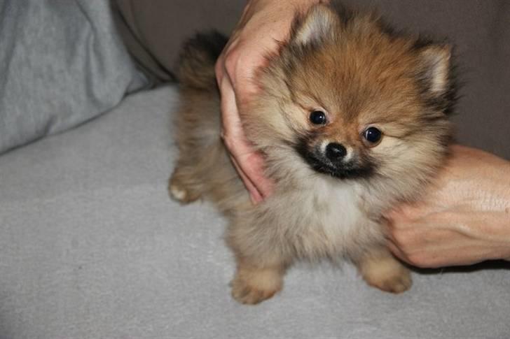 Pomeranian Coco. - Velkommen til Coco´s profil :-)  billede 1