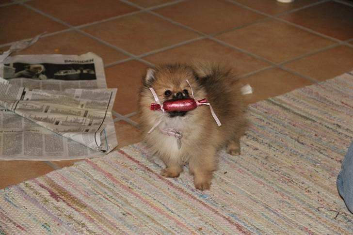 Pomeranian Coco. - Mussi med sin yglings legeting!  billede 3