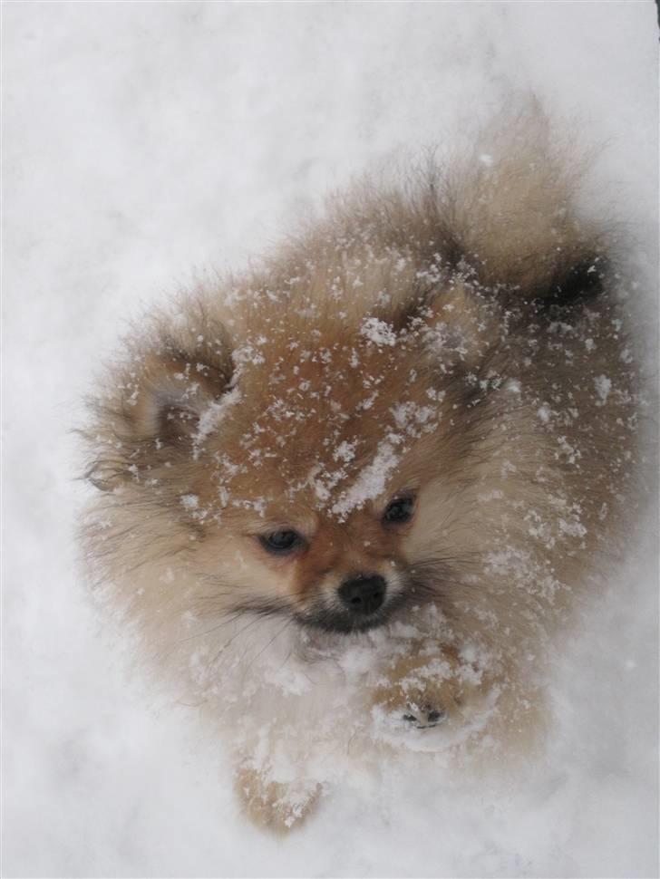 Pomeranian Coco. - Baby <3 billede 6