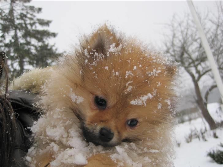 Pomeranian Coco. - Bølle i sneen dec 2010 :-)  billede 10