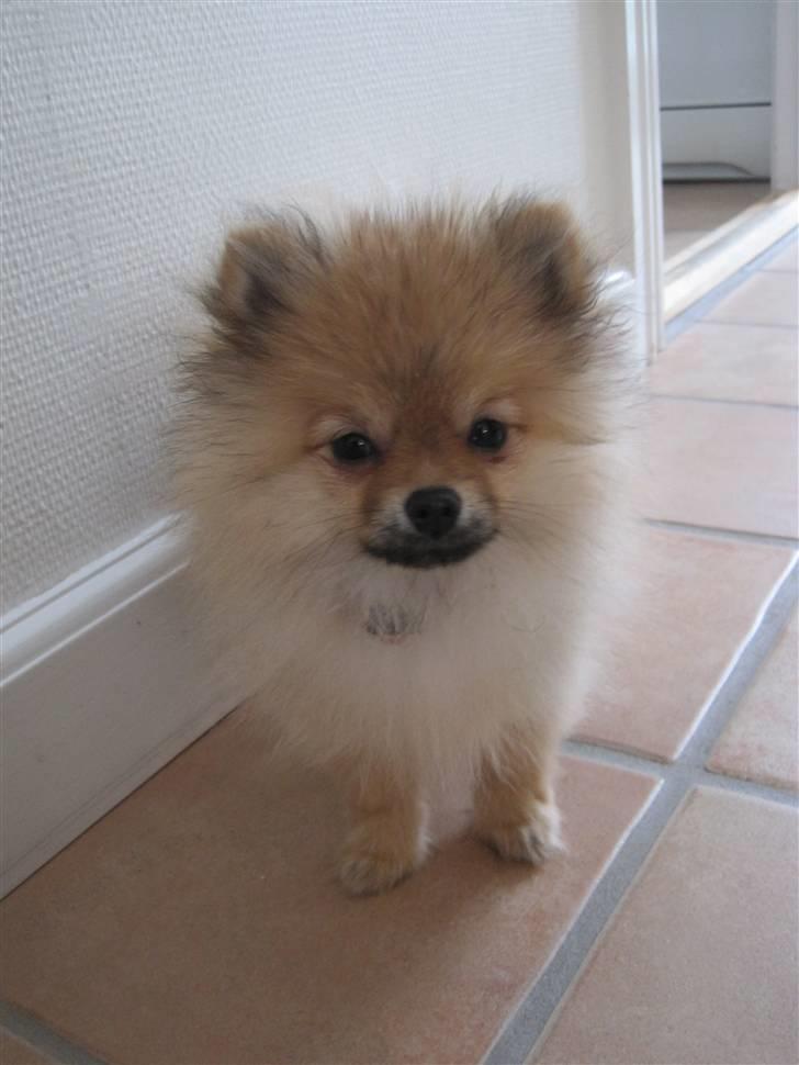 Pomeranian Coco. - Bølle i køkkenet :o) billede 15