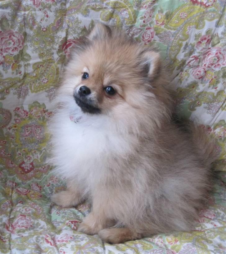 Pomeranian Coco. - Coco <3 billede 16