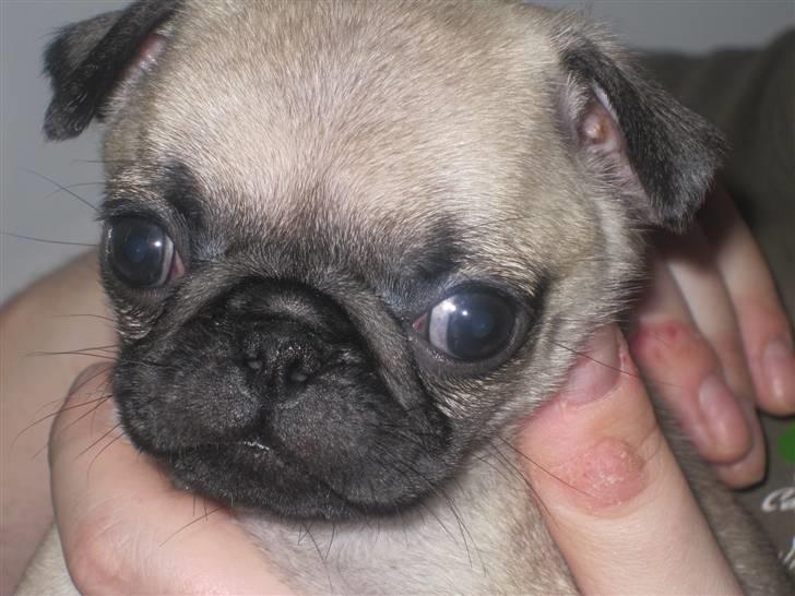 Mops Elly - Jeg er da sød...? ..... 6 uger. billede 1