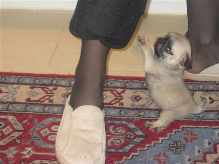 Mops Elly - Jeg angriber lige et ben... 6 uger. billede 3