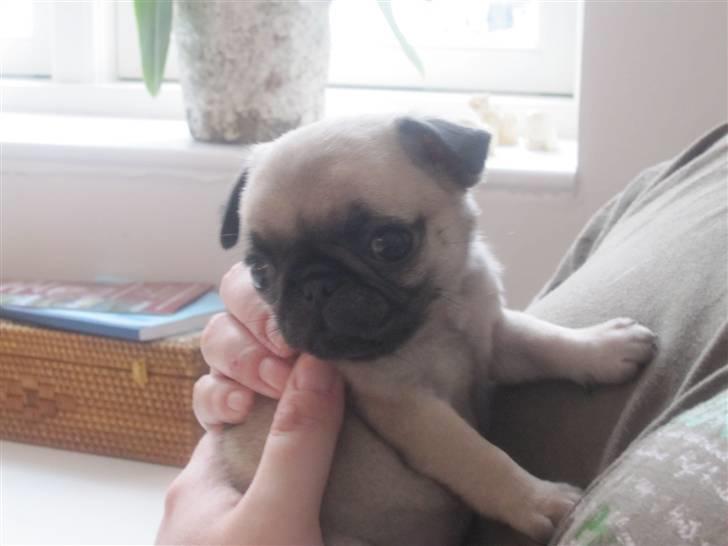 Mops Elly - Hvad laver alle de andre?... 6 uger. billede 4