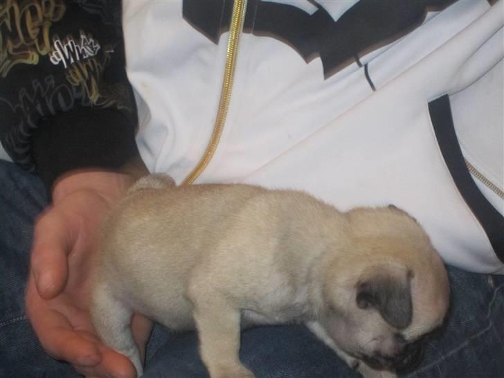 Mops Elly - På skødet af Jonas...(svigersønnen).... 6 uger. billede 5