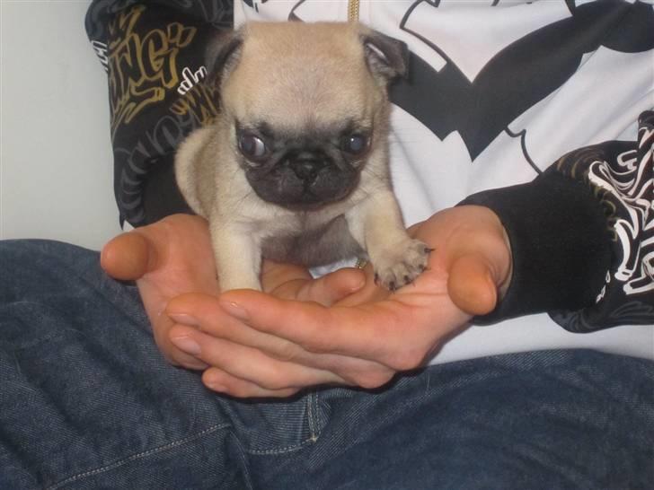 Mops Elly - Hygge på skødet af Jonas...(svigersøn) ...6 uger. billede 6