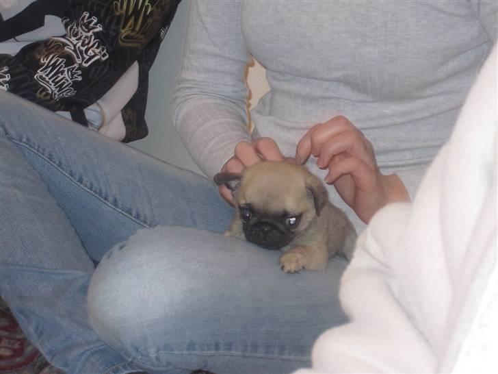 Mops Elly - Så kan man lige slappe lidt af hos Mille... (datter)..... 6 uger. billede 7