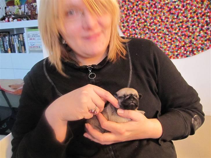 Mops Elly - Elly, knap 4 uger gammel.... Hos menneske-mor billede 8