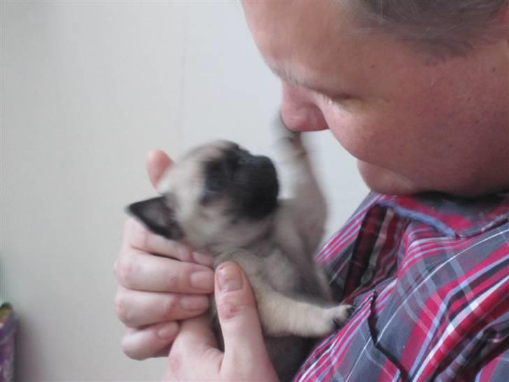 Mops Elly - Bokser lige med ham der menneske-far...... 5 uger gammel billede 9