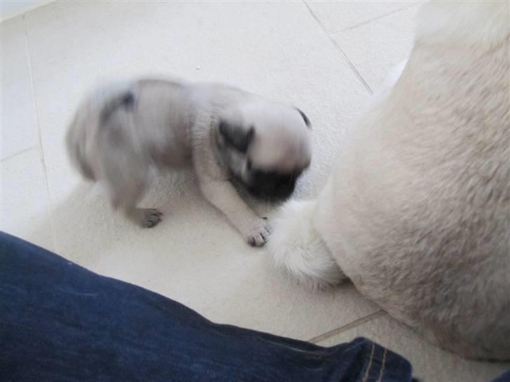 Mops Elly - Angriber min mors hale :) ... 5 uger gammel billede 10