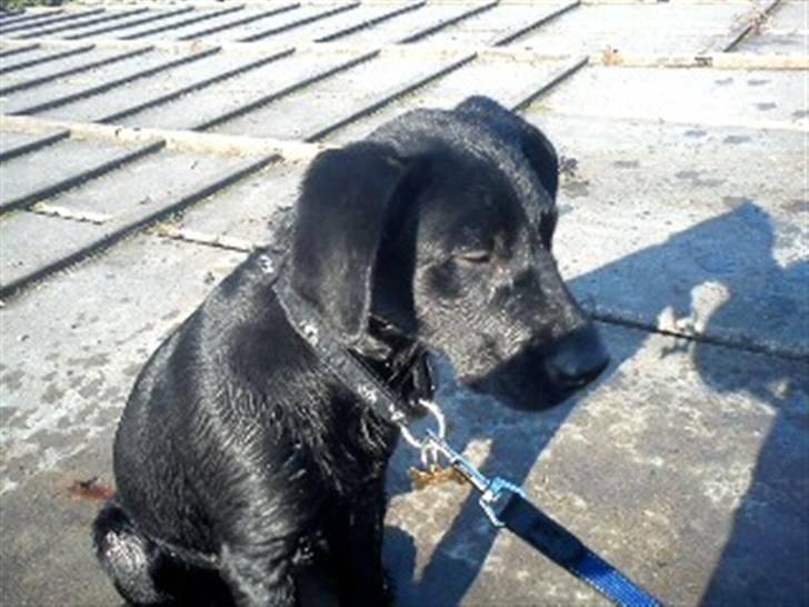 Labrador retriever Gismo - Jeg sidder i efterårs solen og bliver tør efter min første svømme tur :D billede 7