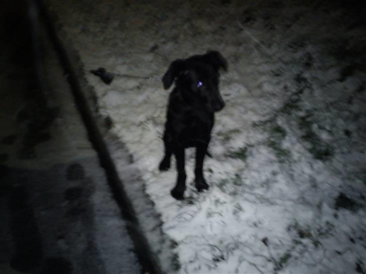Labrador retriever Gismo - Min første sne :D Ihh det var sjovt billede 8