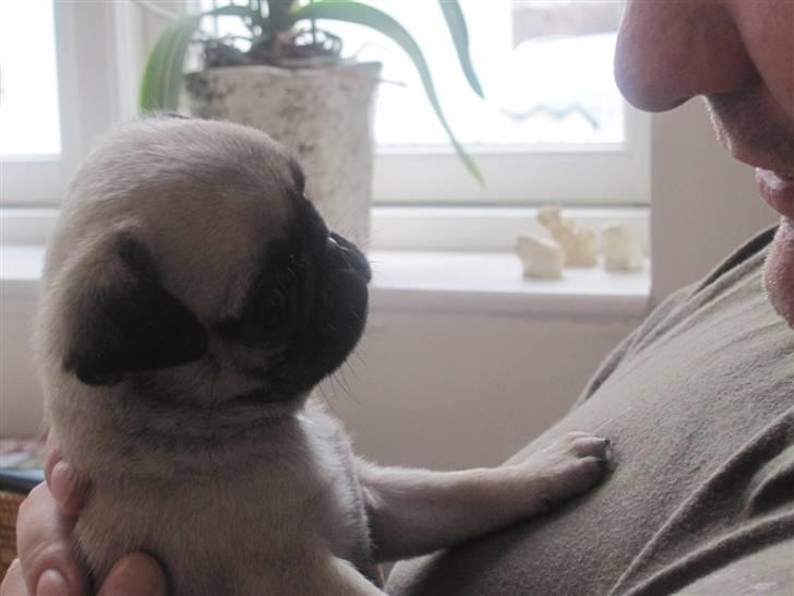 Mops Elly - Hej... er det ikke dig der er ham der menneske-far? .... 6 uger. billede 14