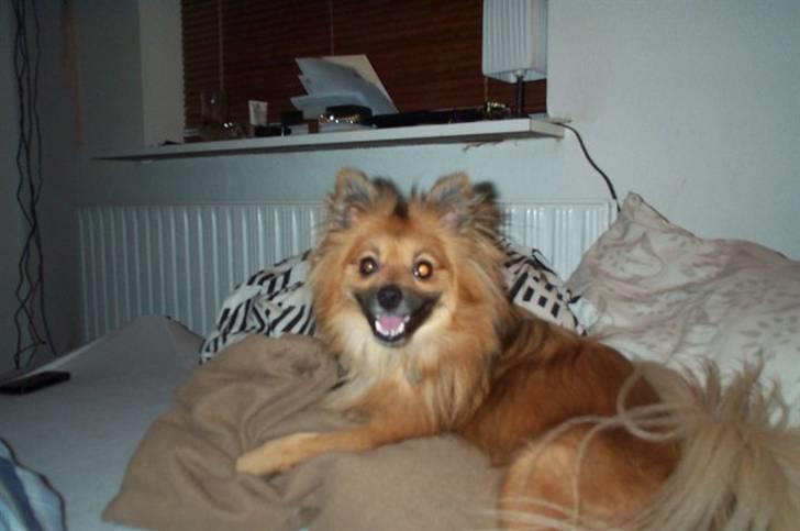 Blanding af racer Viggo billede 7